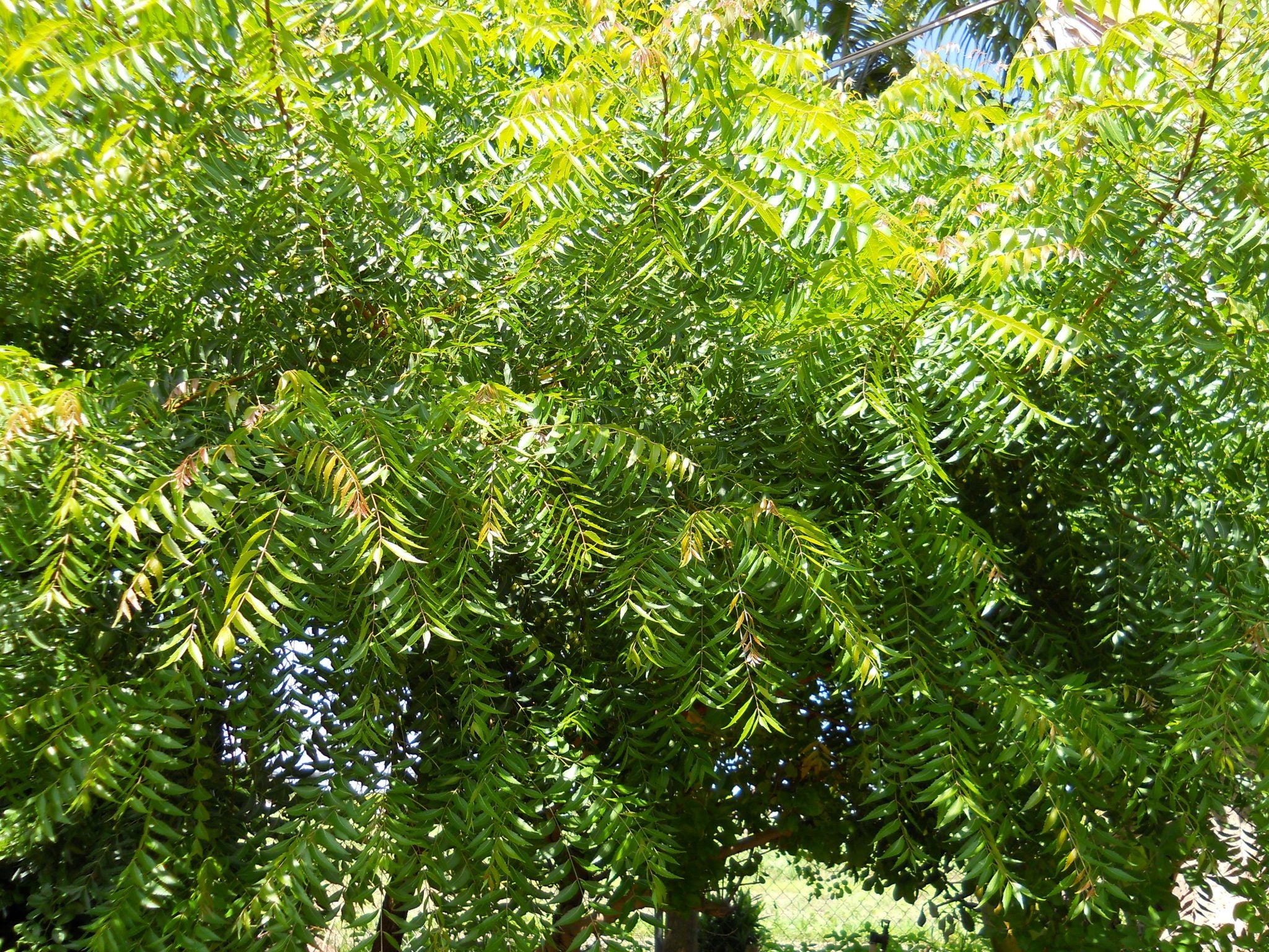 Neem Leaf Powder (Organic)
