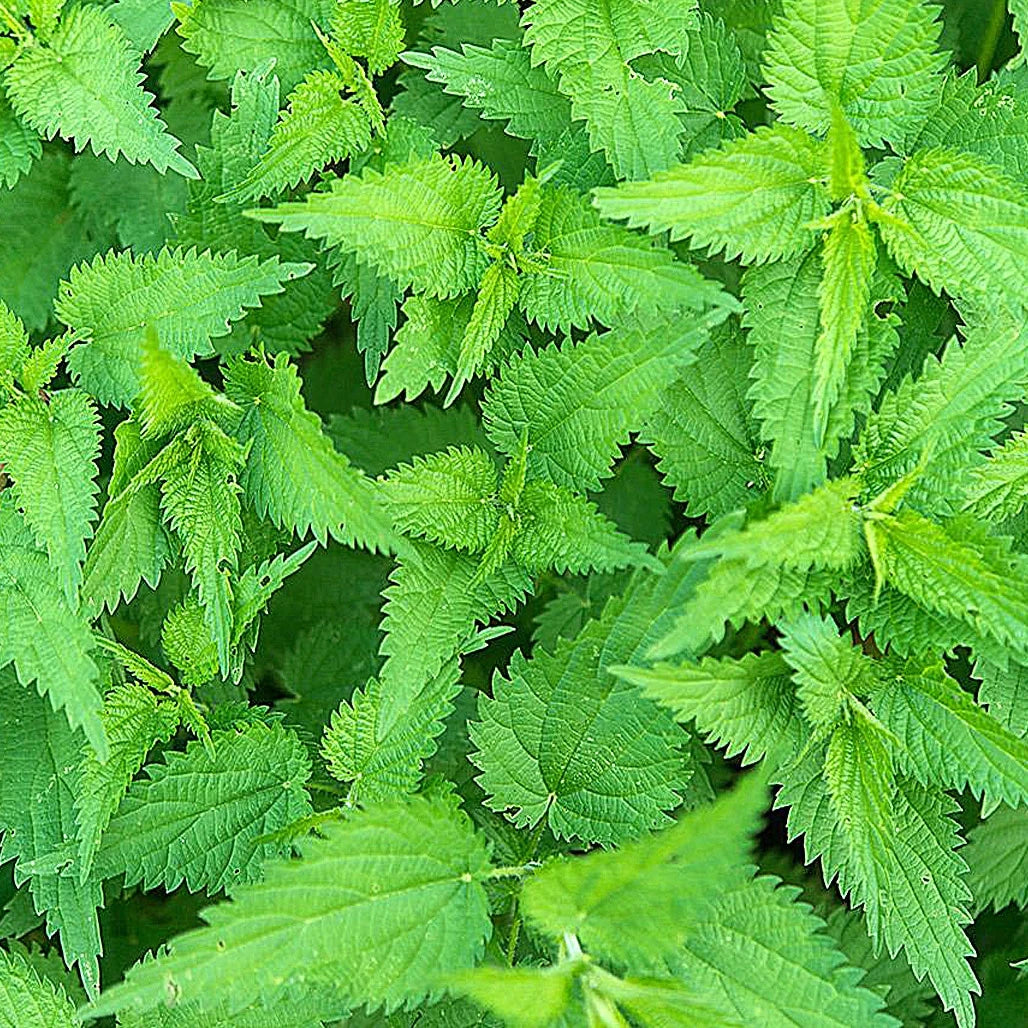 Nettle Root (Organic)