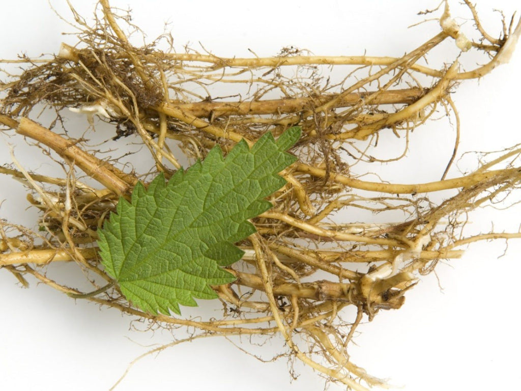 Nettle Root (Organic)