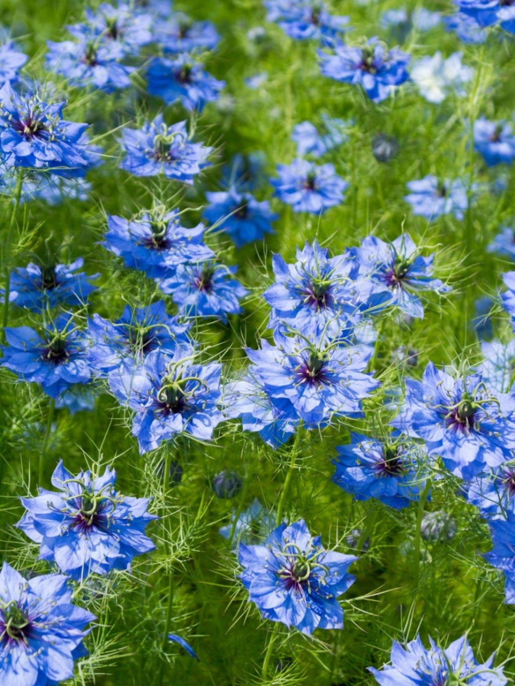 Black Cumin Seed (Nigella, Black Seed) (Organic)