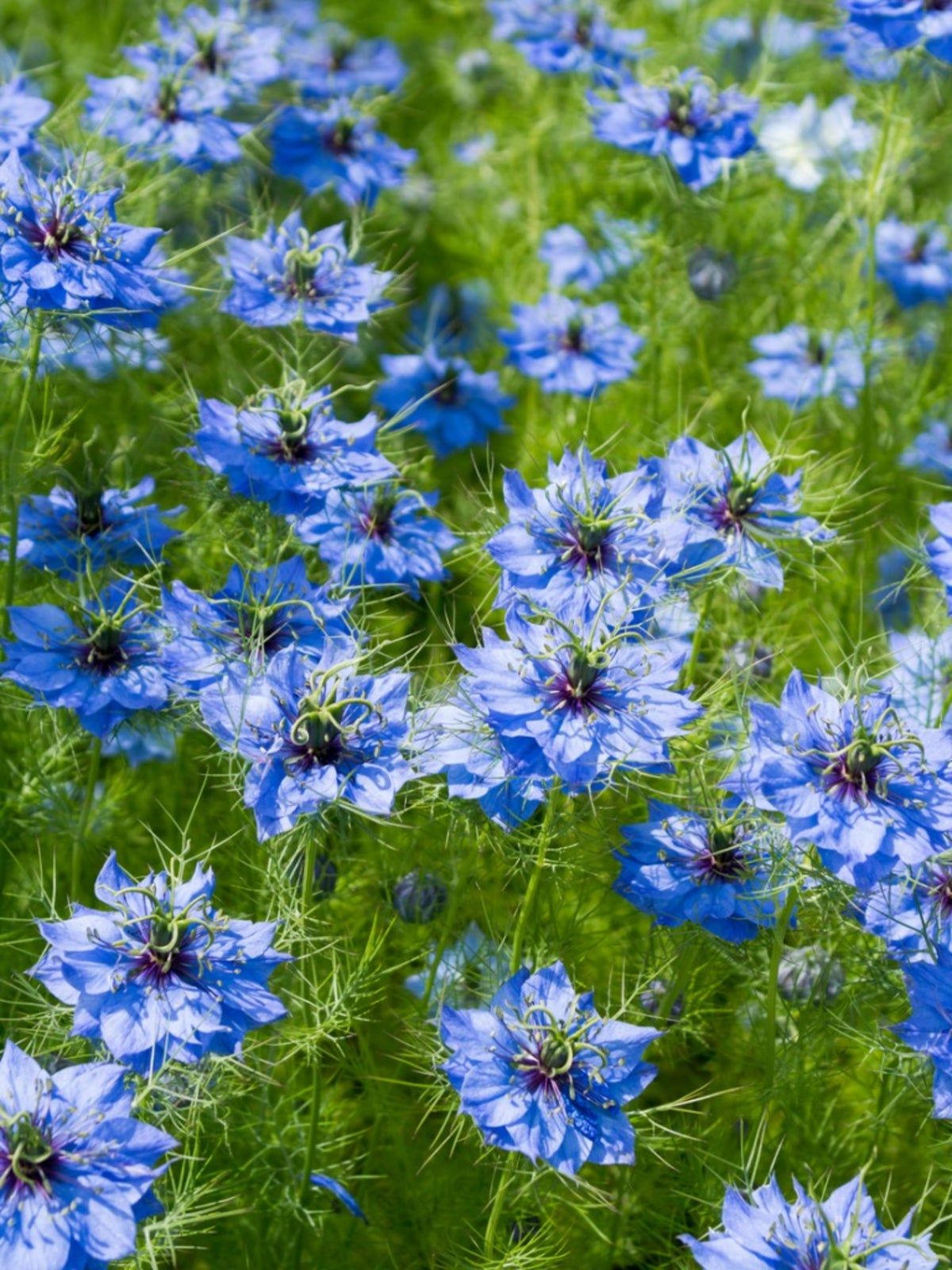 Black Cumin Seed (Nigella, Black Seed) (Organic)