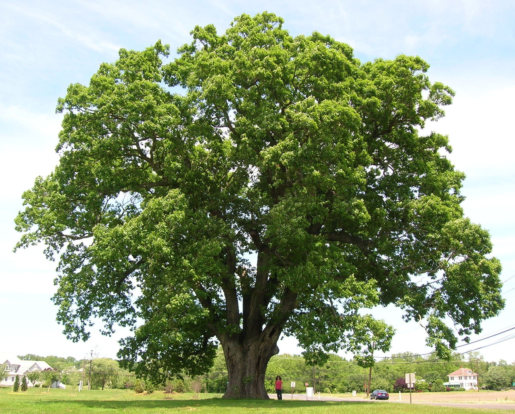 White Oak Bark (Wild Crafted)