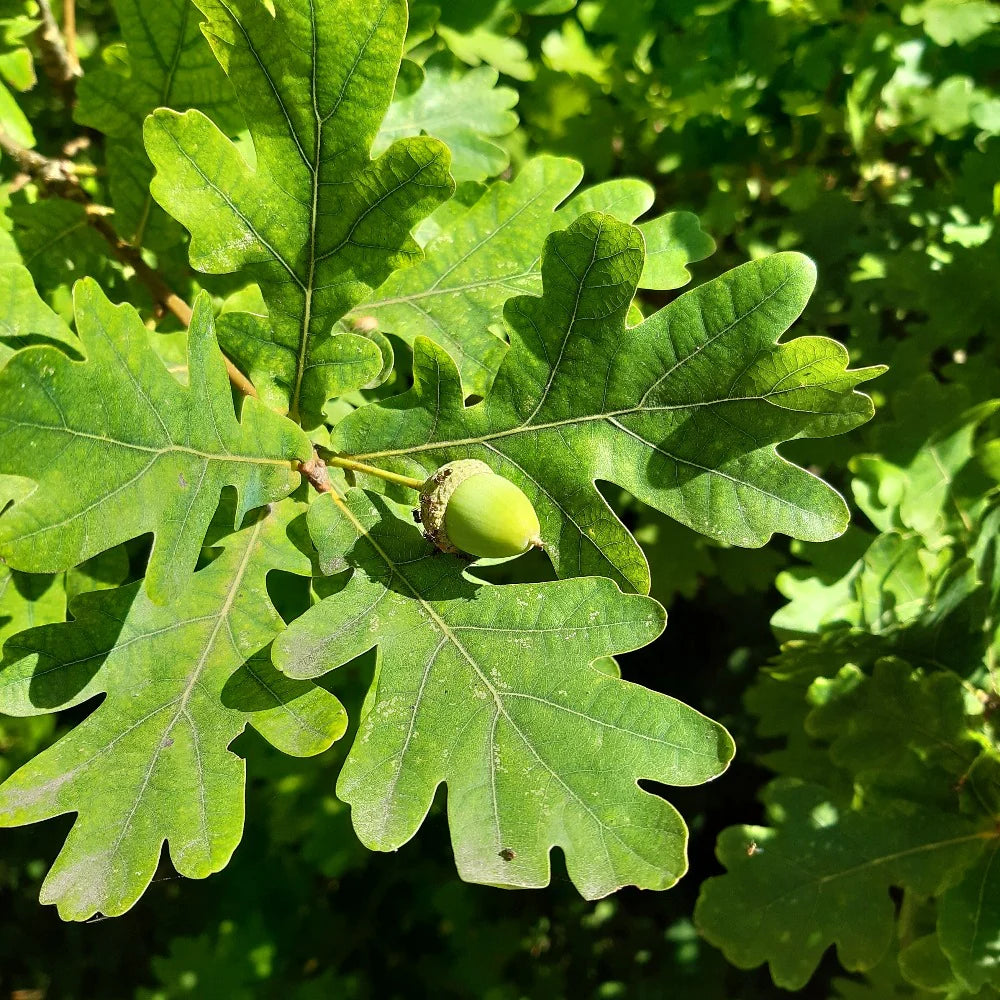 White Oak Bark (Wild Crafted)