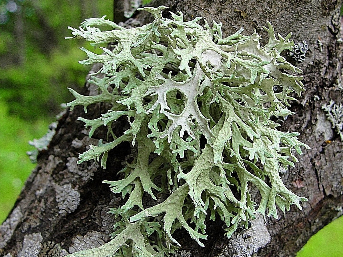 Oakmoss (Wild Crafted)