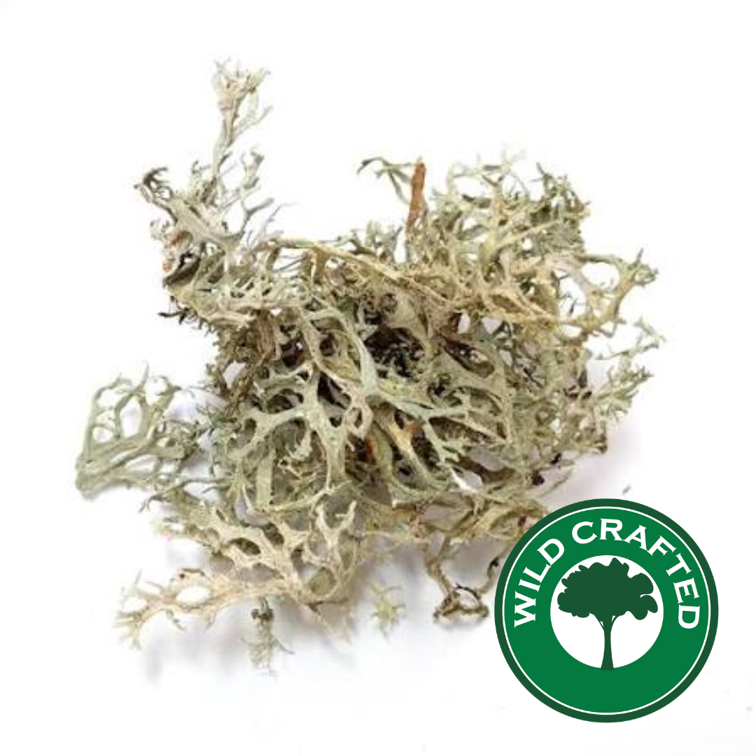 Oakmoss (Wild Crafted)