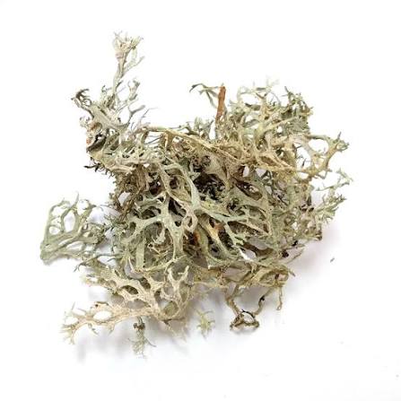Oakmoss (Wild Crafted)