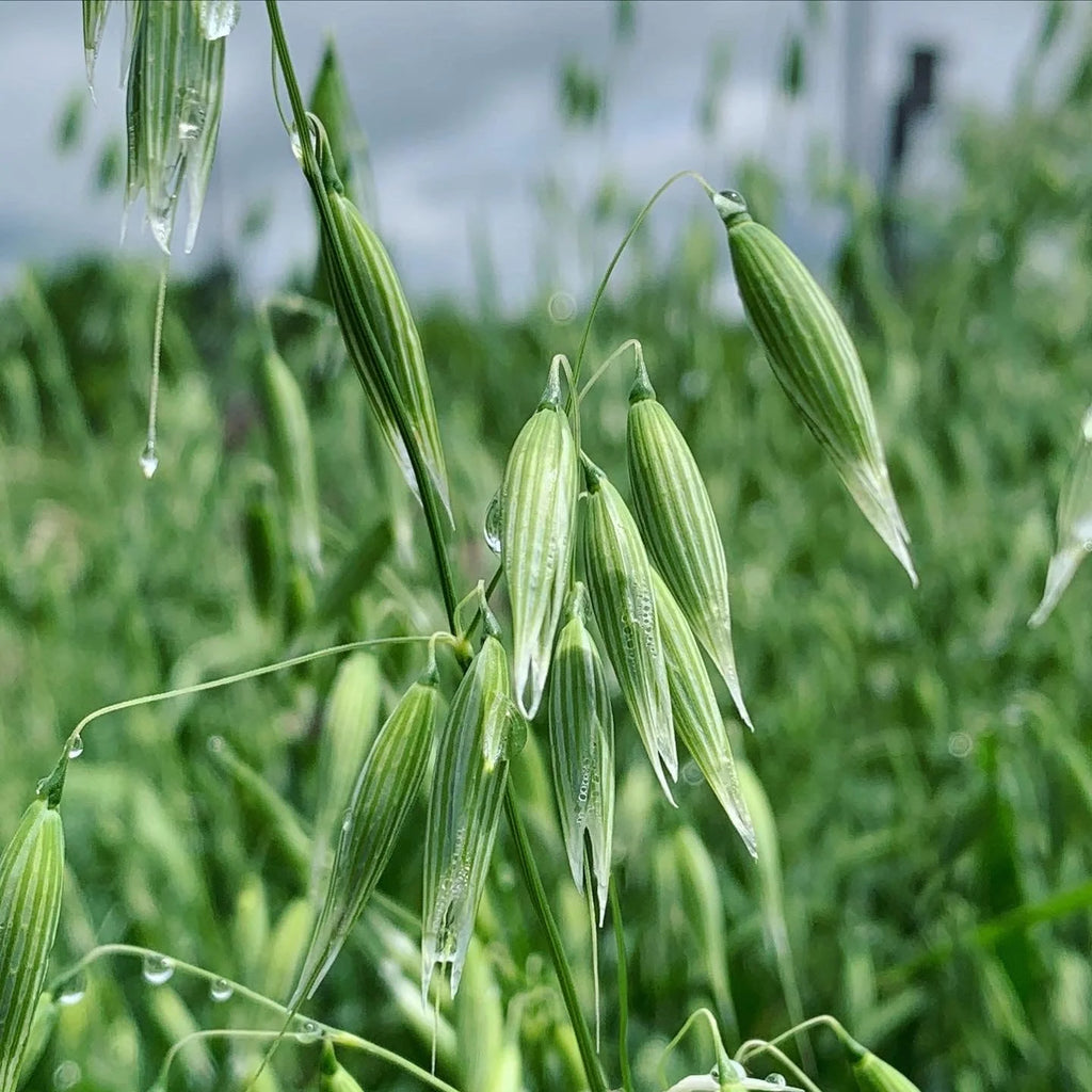 Oatstraw (Organic)