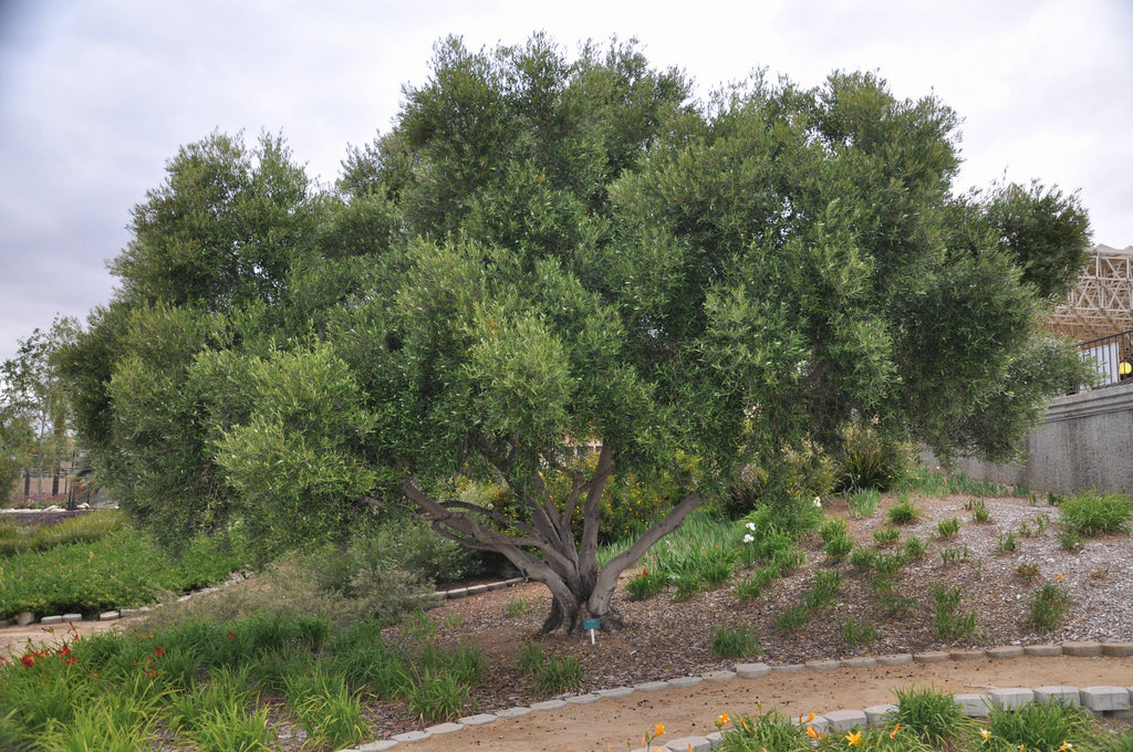 Olive Leaf Powder (Organic)