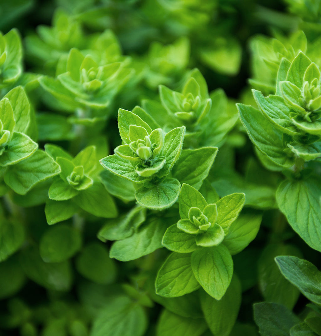 Oregano Leaf (Organic)