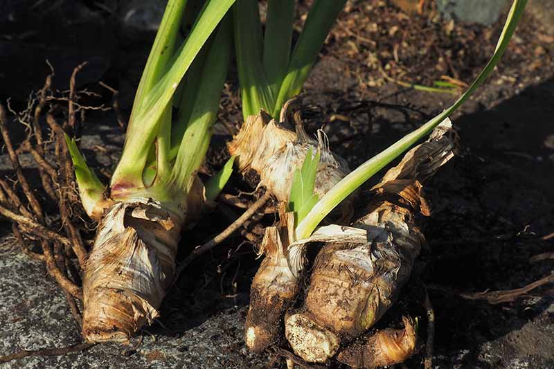 Orris Root Powder (Organic)