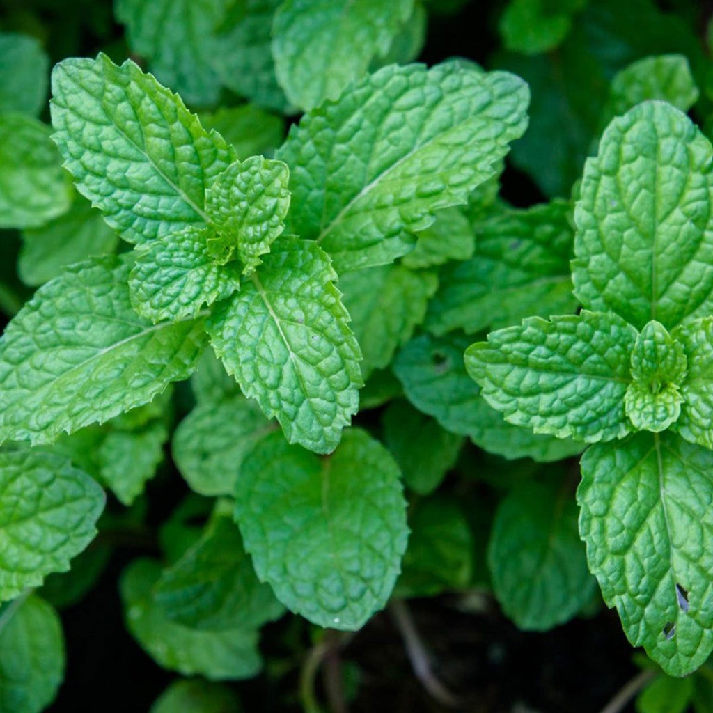 Peppermint Leaf, Organic