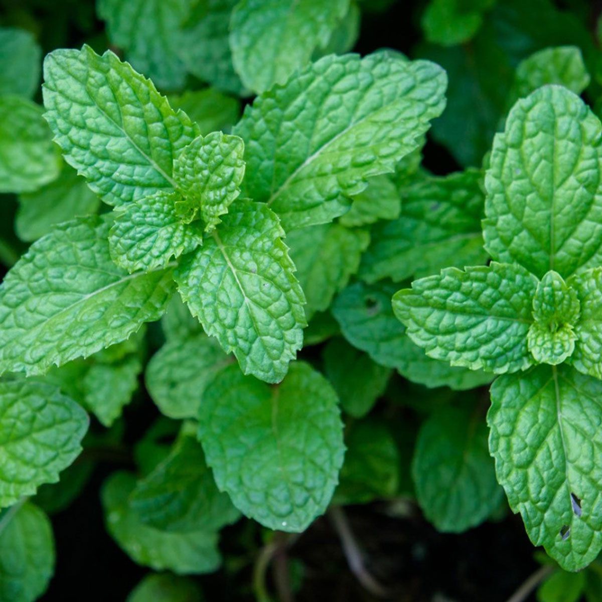 Peppermint Leaf, Organic