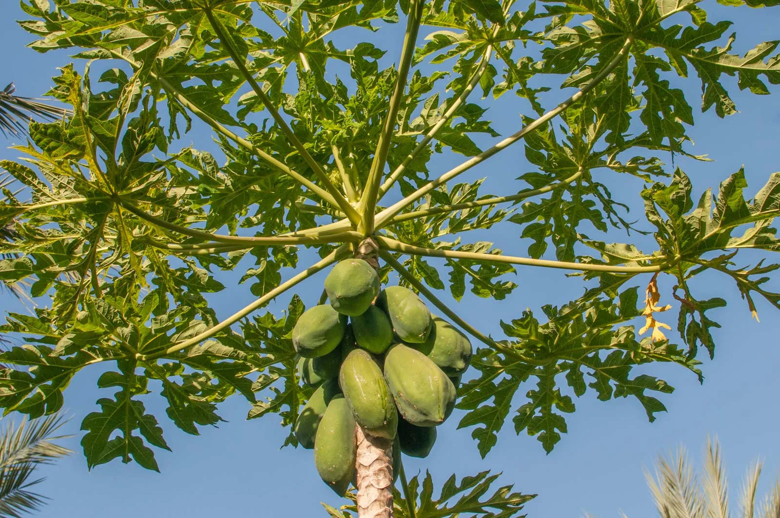 Papaya Leaf (Organic)