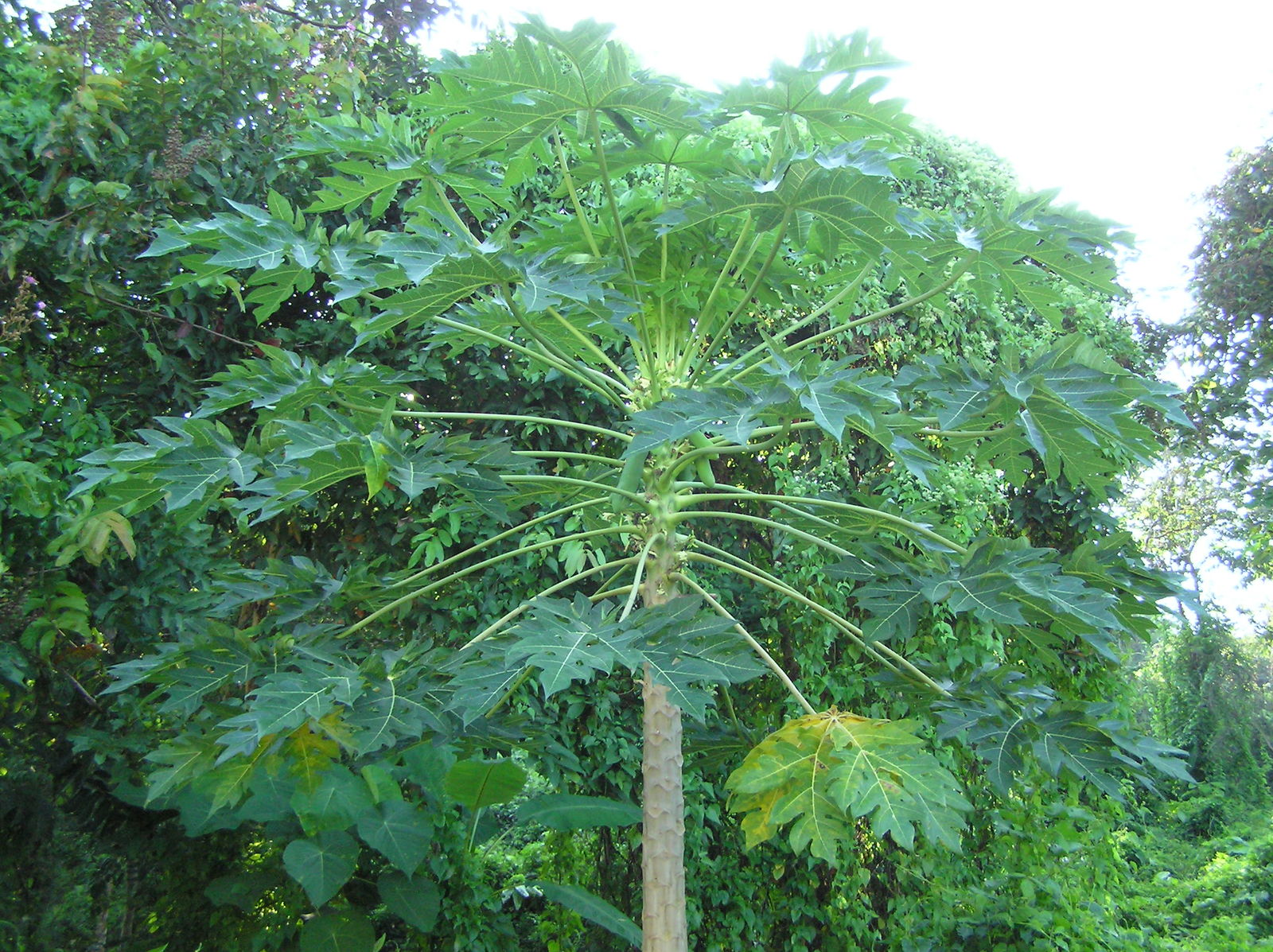 Papaya Leaf (Organic)