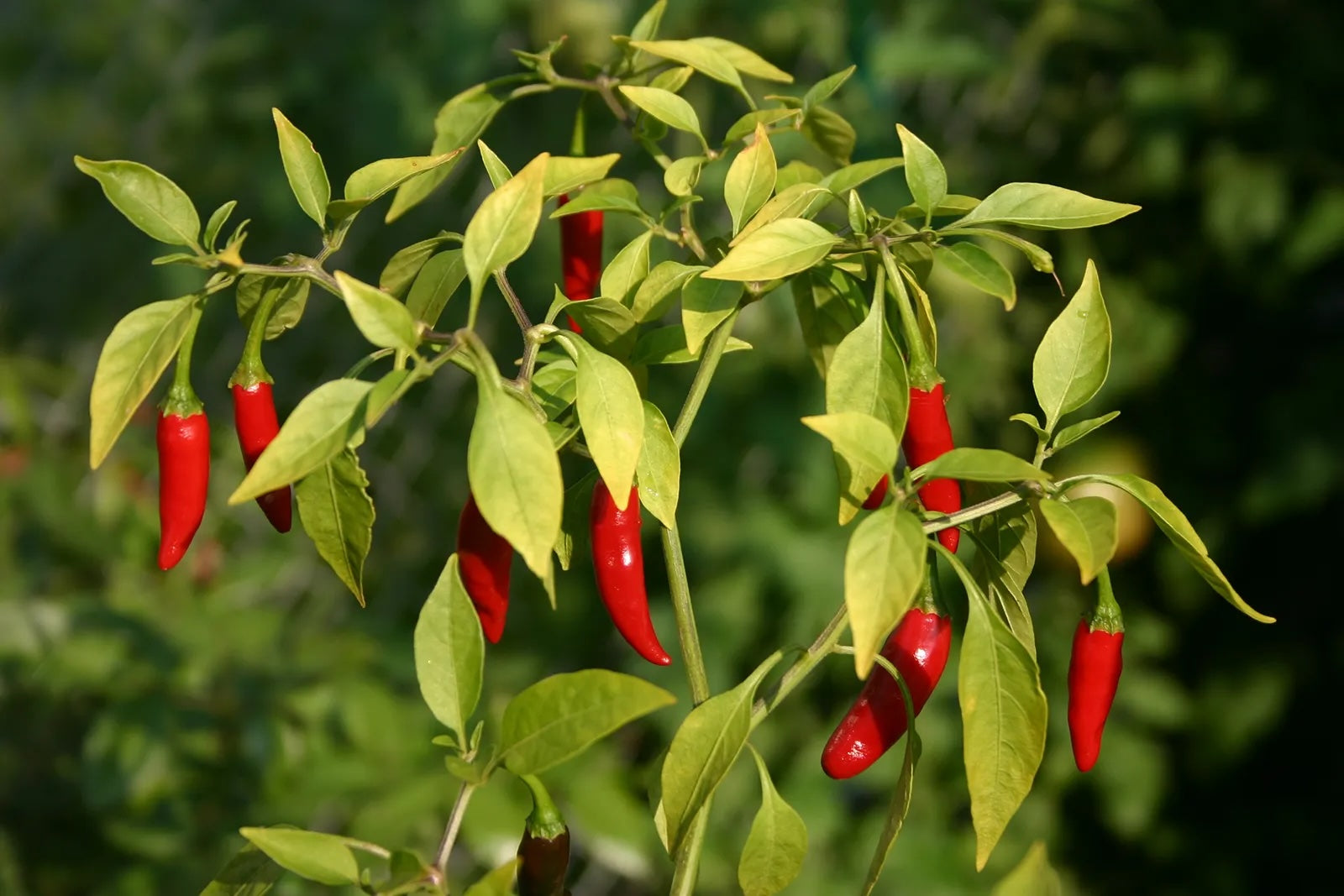 Paprika Powder (Organic)