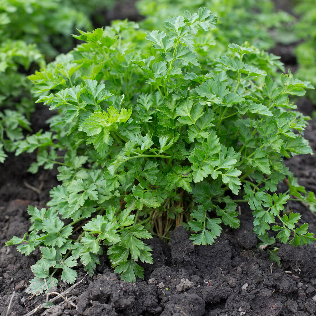 Parsley Leaf (Organic)
