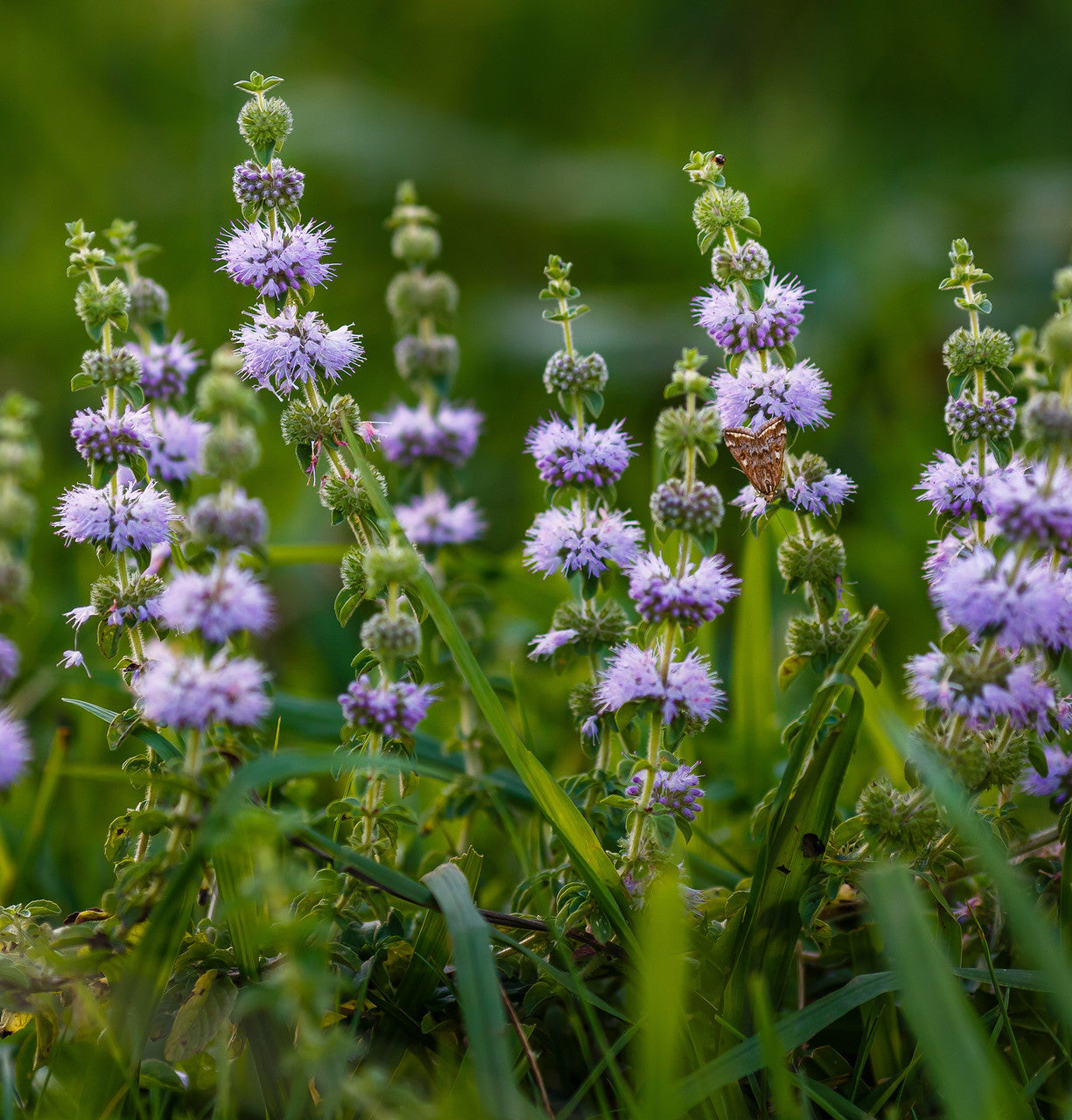 Pennyroyal Herb