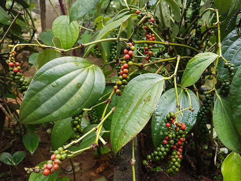 Peppercorns, White, Whole (Organic)