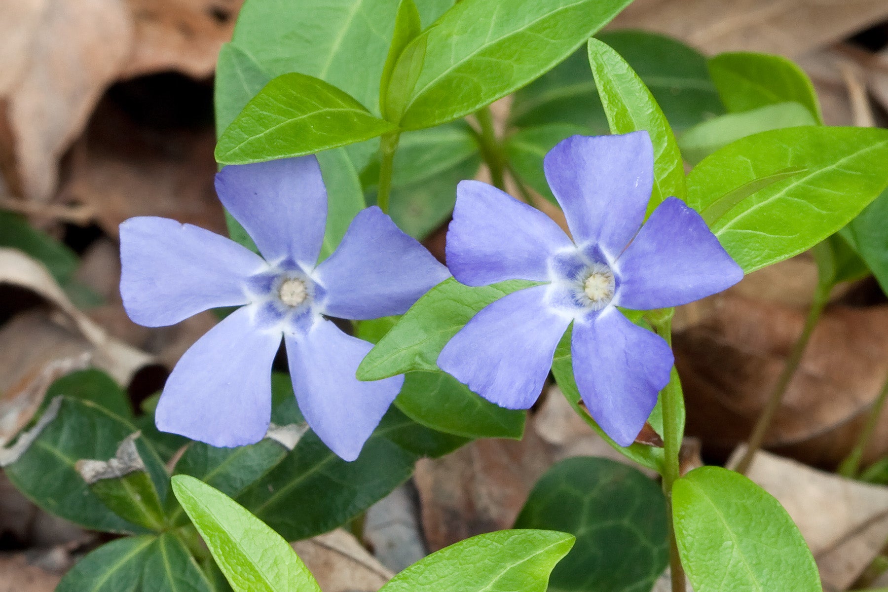 Periwinkle Herb (Organic)