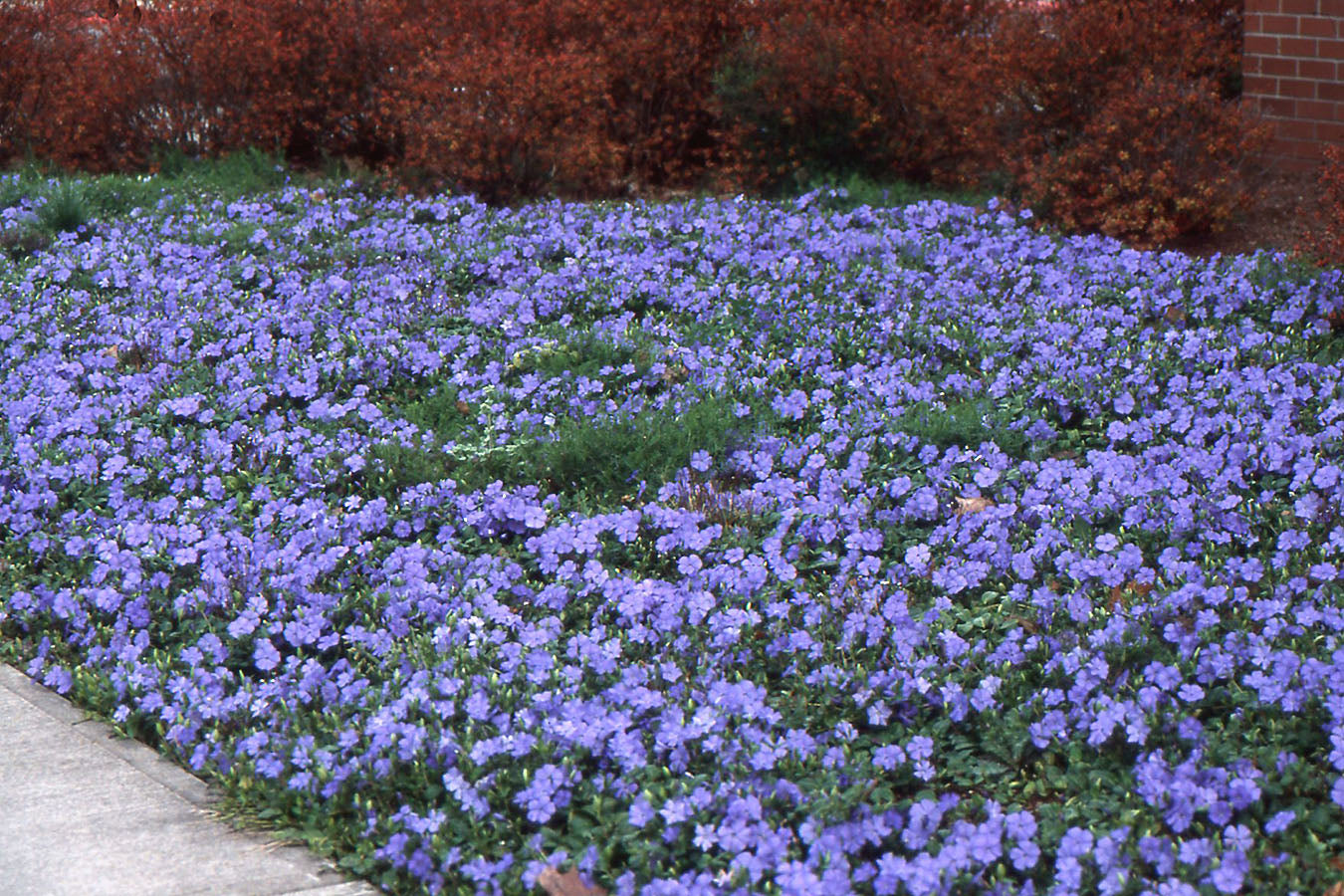 Periwinkle Herb (Organic)