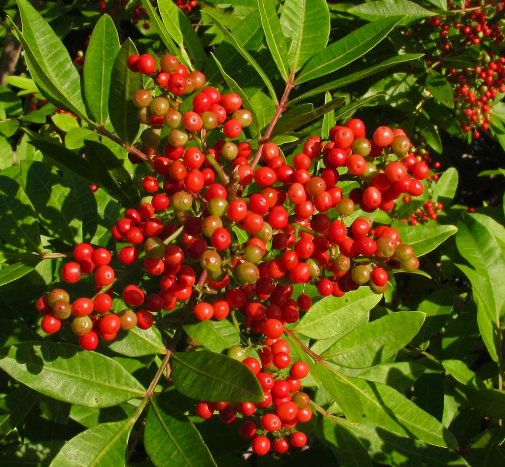 Peppercorns, Pink, Whole