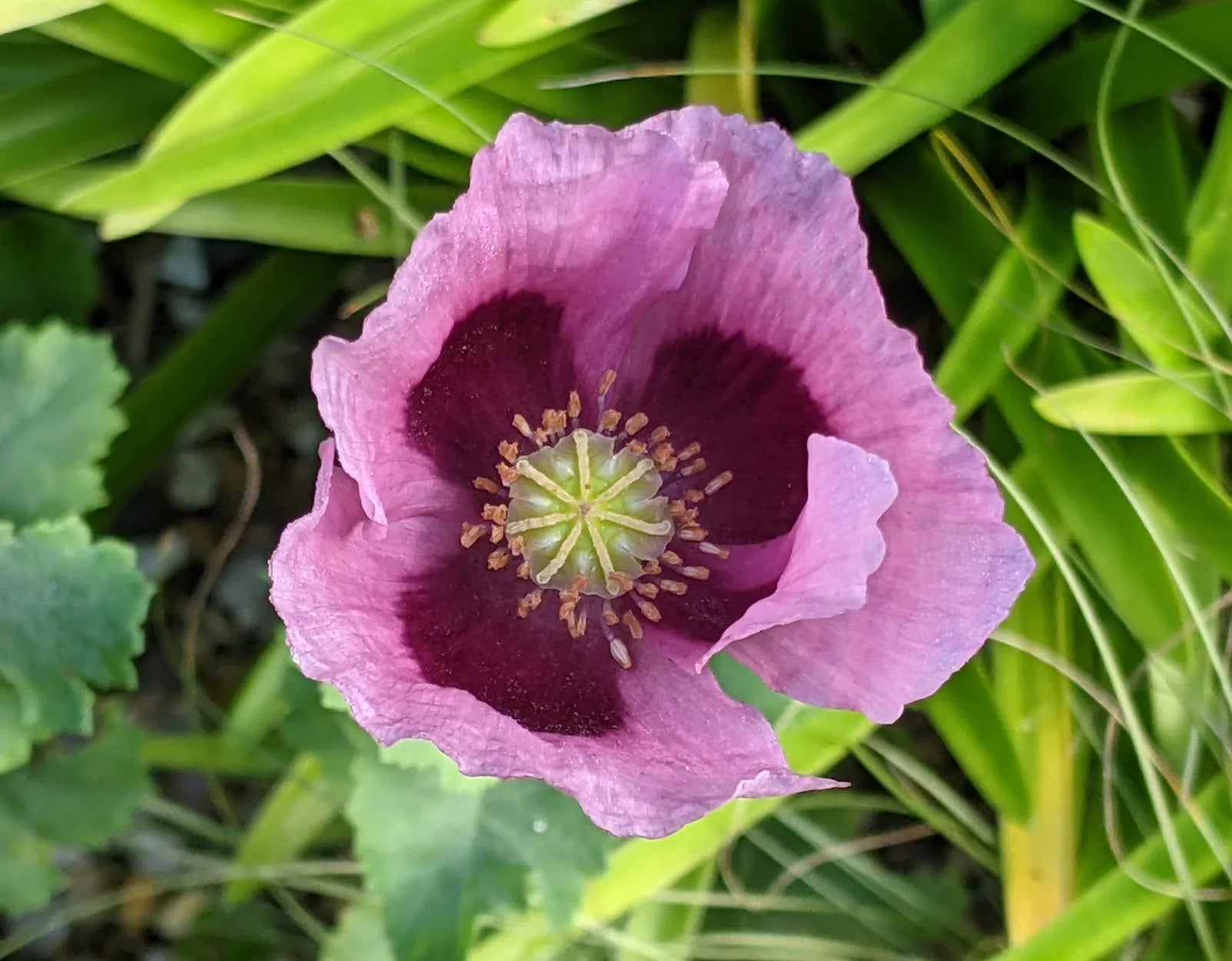 Poppy Seeds, Whole (Organic)