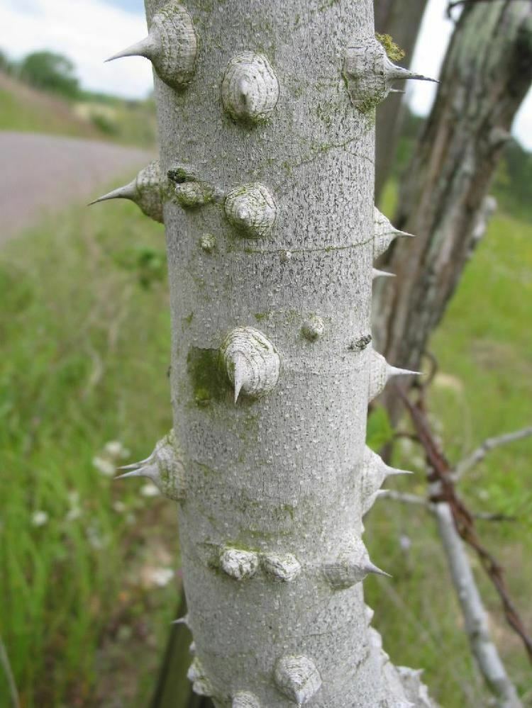 Prickly Ash Bark (Wild Crafted)