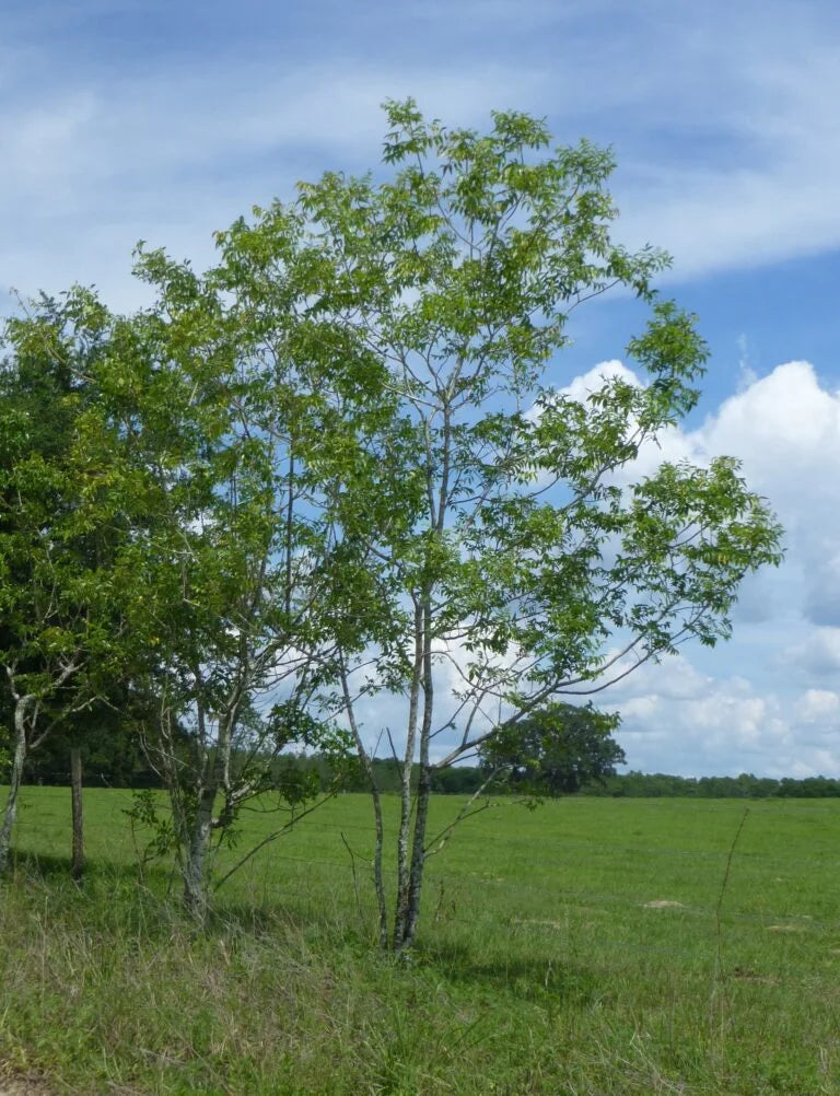Prickly Ash Bark (Wild Crafted)