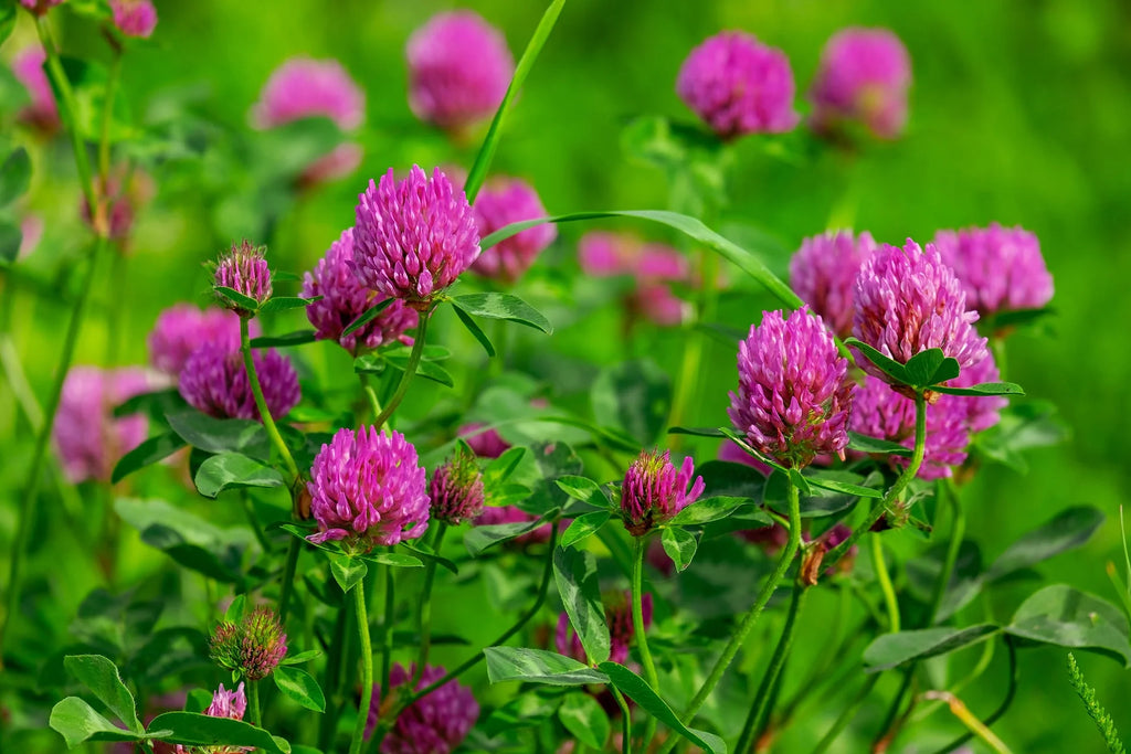 Red Clover Sprouting Seeds, Organic