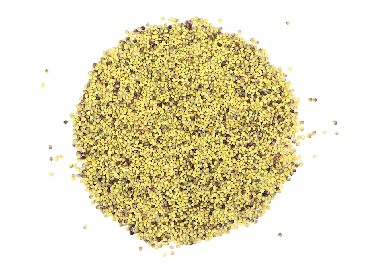 Red Clover Sprouting Seeds, Organic