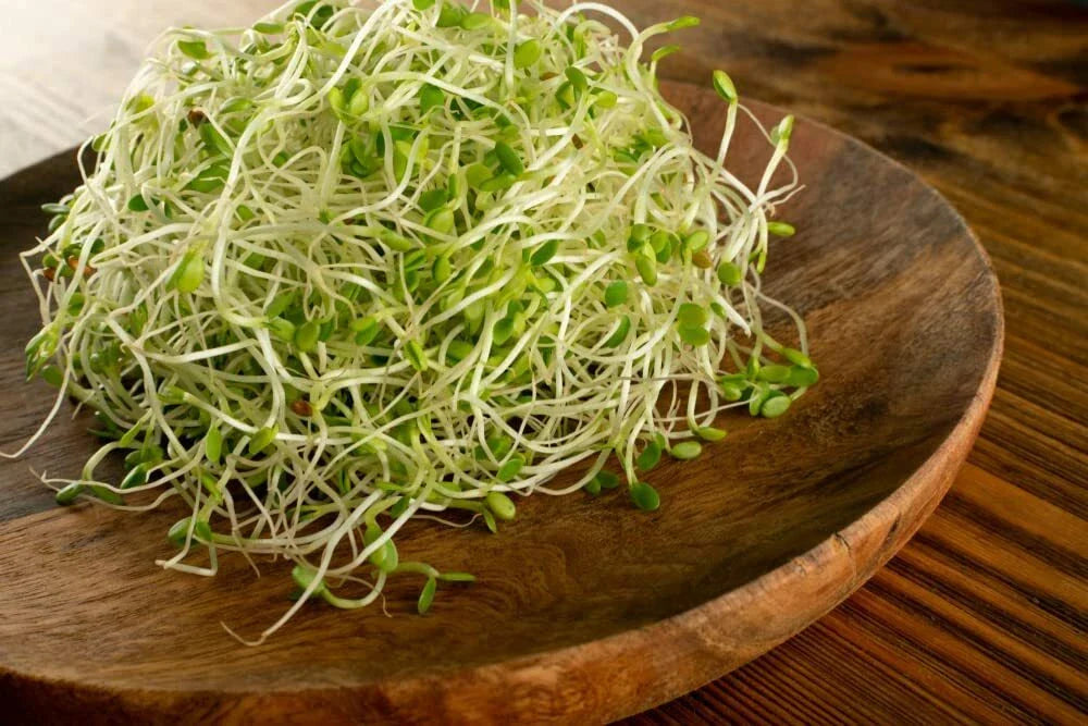 Red Clover Sprouting Seeds, Organic