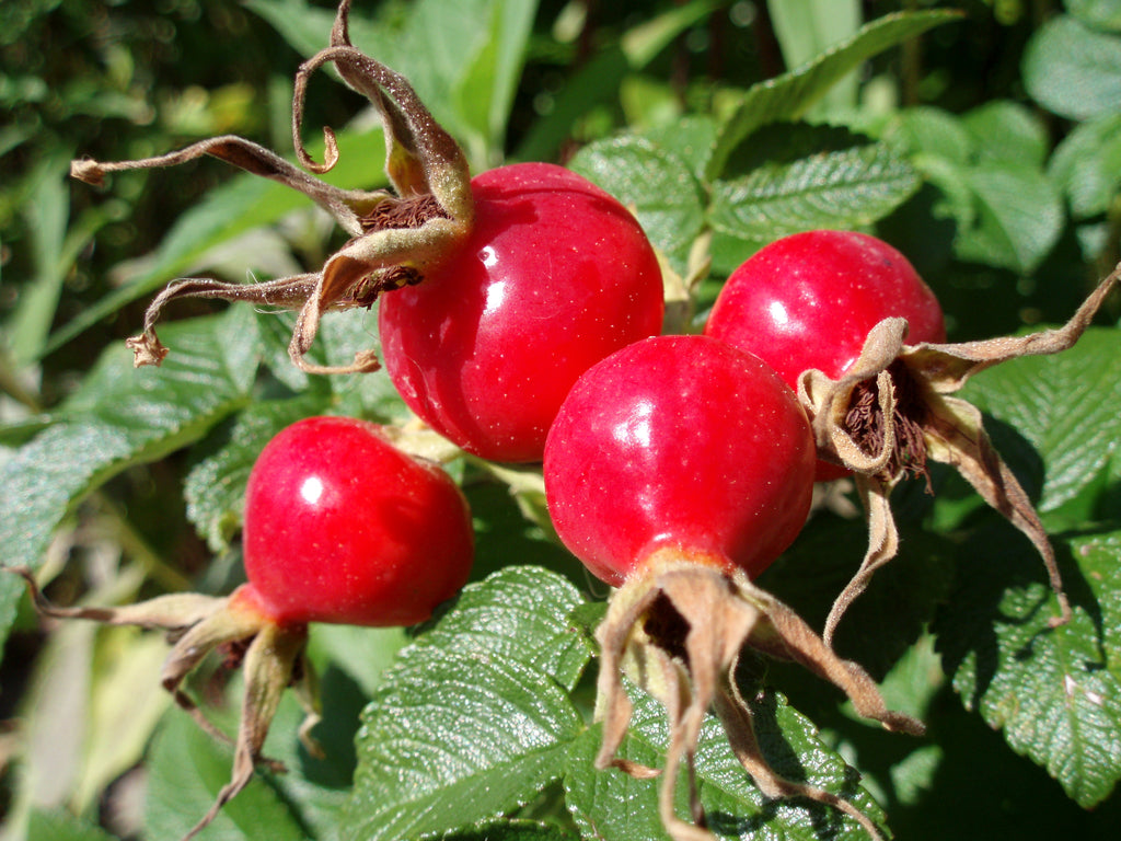 Rose Hips, Powdered (Organic)