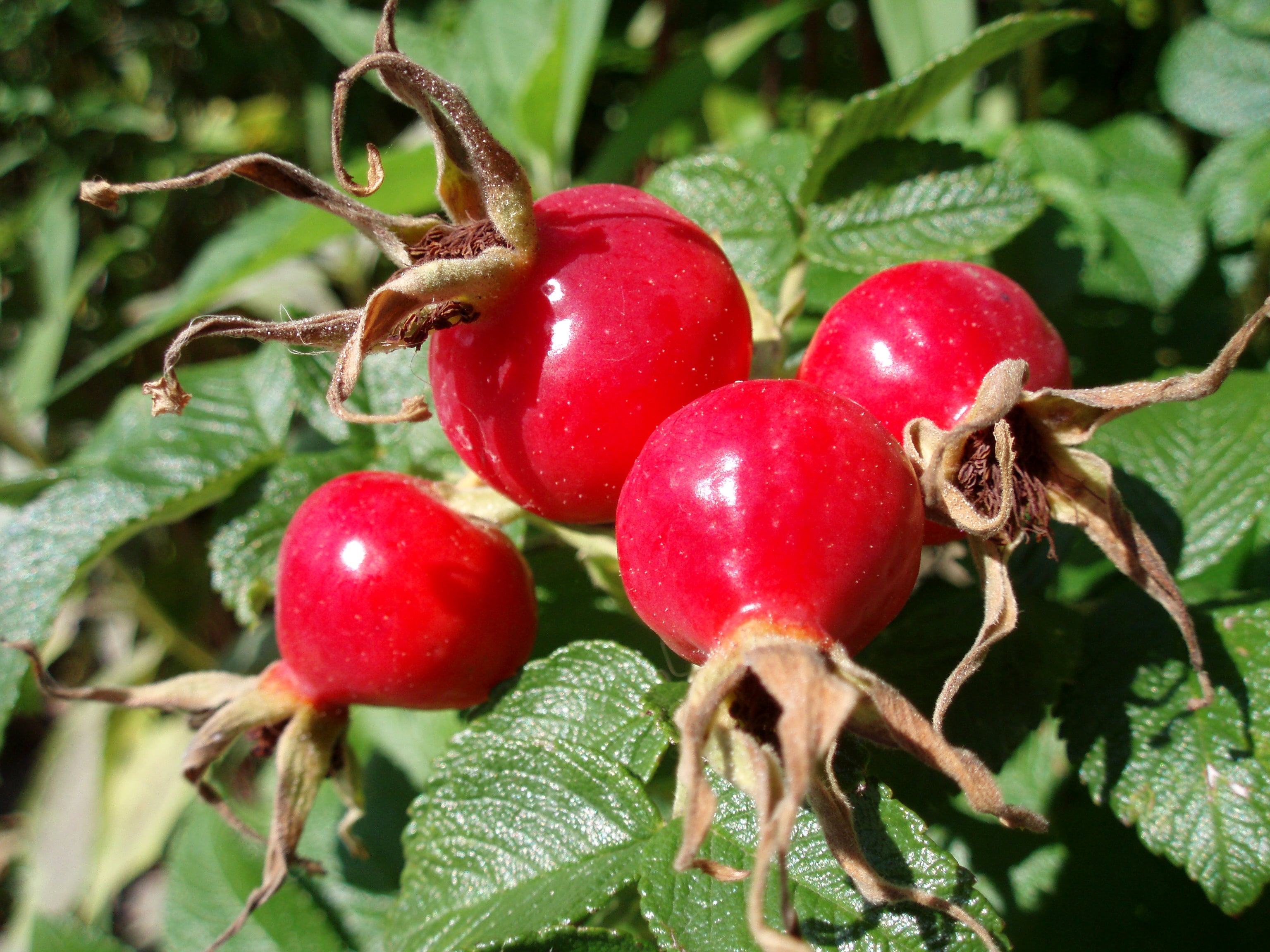 Rose Hips, Powdered (Organic)