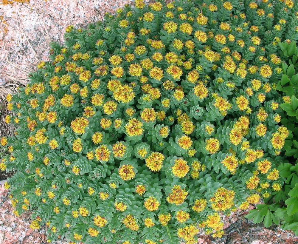 Rhodiola Root (Organic)