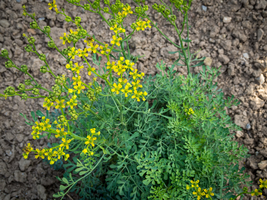 Rue (Organic)