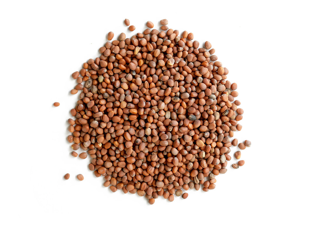 Radish Sprouting Seeds, Organic