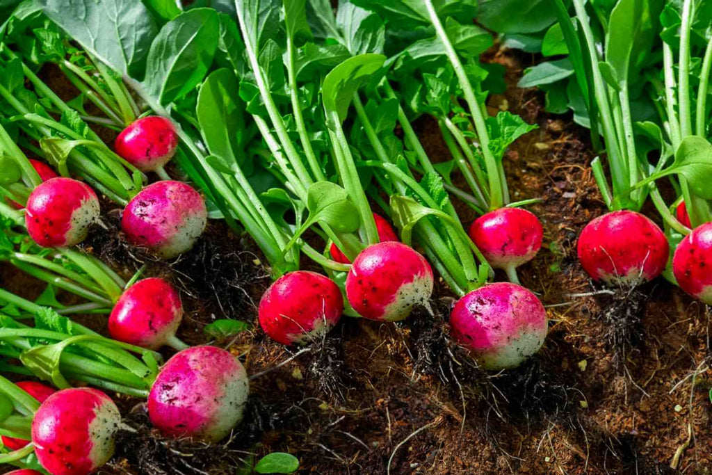 Radish Sprouting Seeds, Organic
