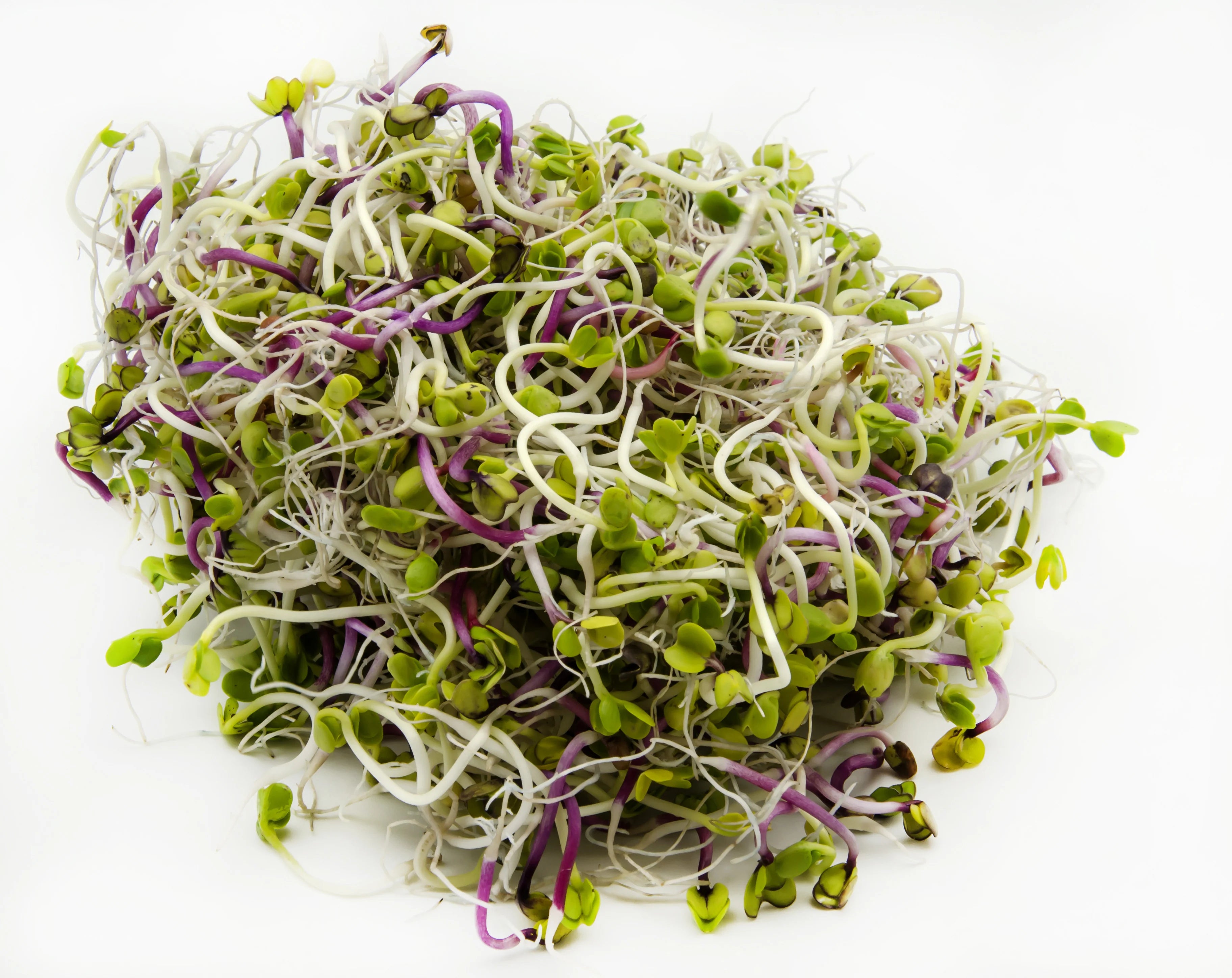 Radish Sprouting Seeds, Organic