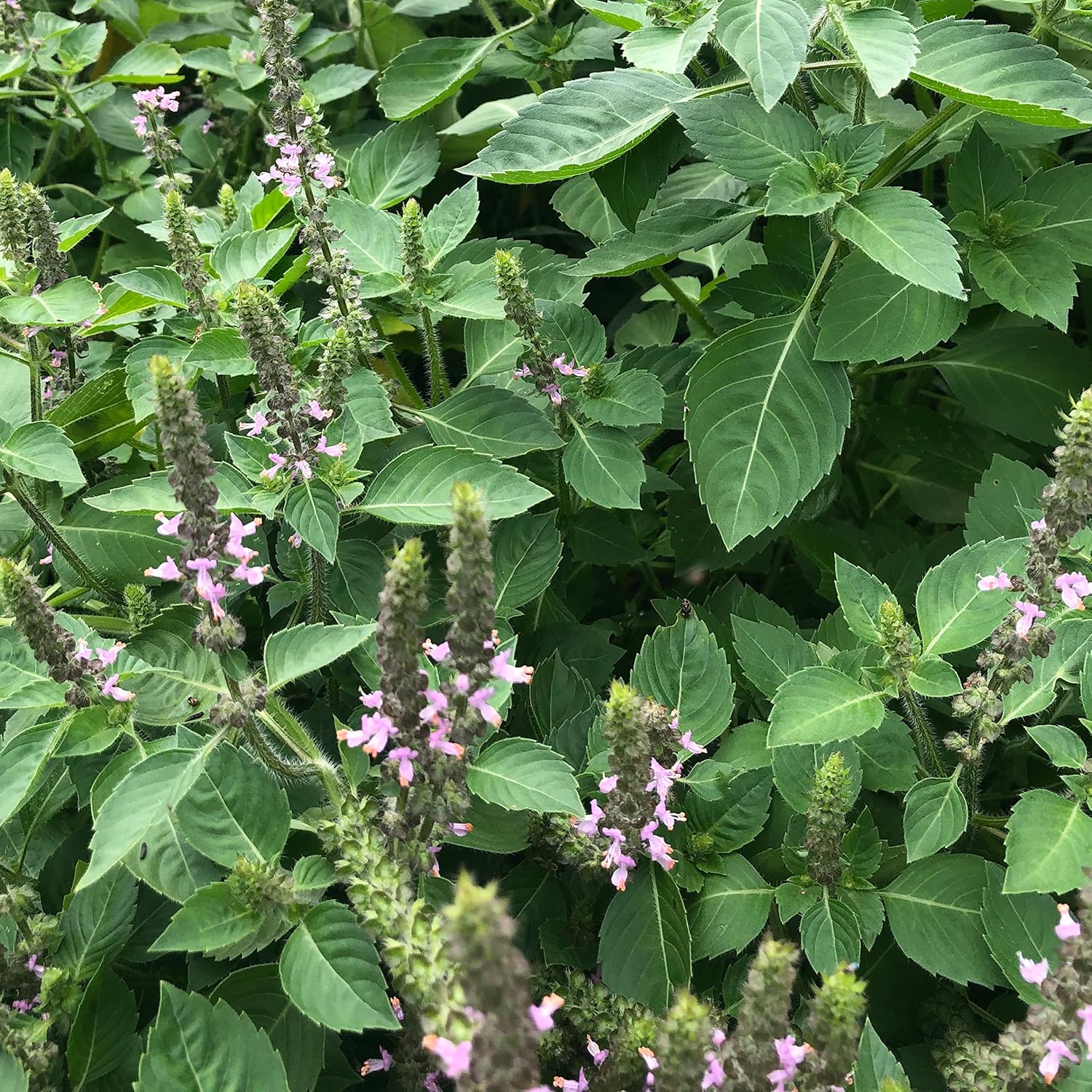 Holy Basil, Rama/Tulsi (Organic)