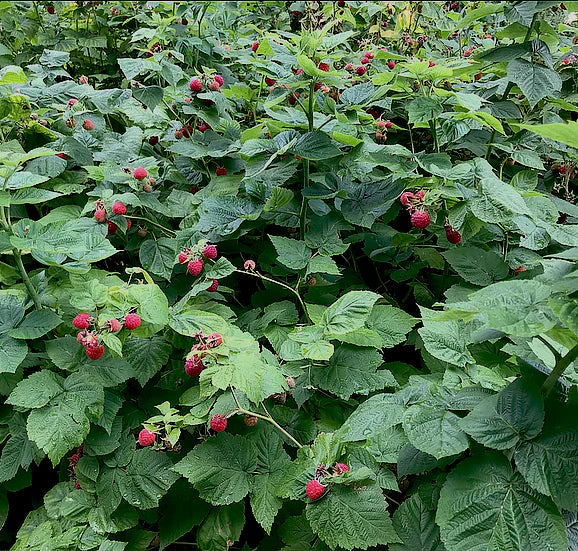 Raspberry Leaf (Organic)