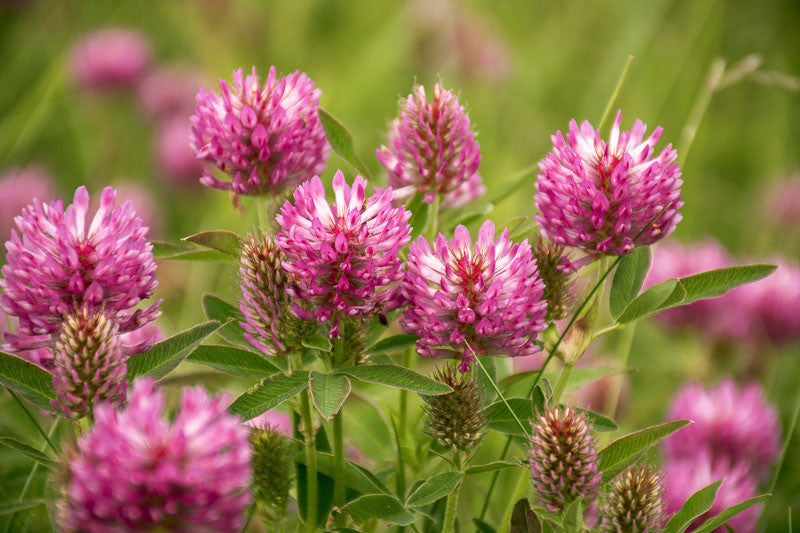 Red Clover Blossoms (Organic)