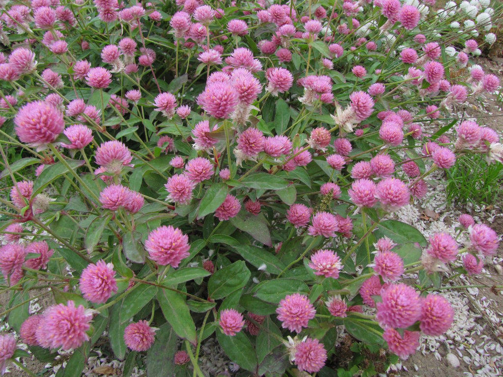 Red Clover Blossoms (Organic)