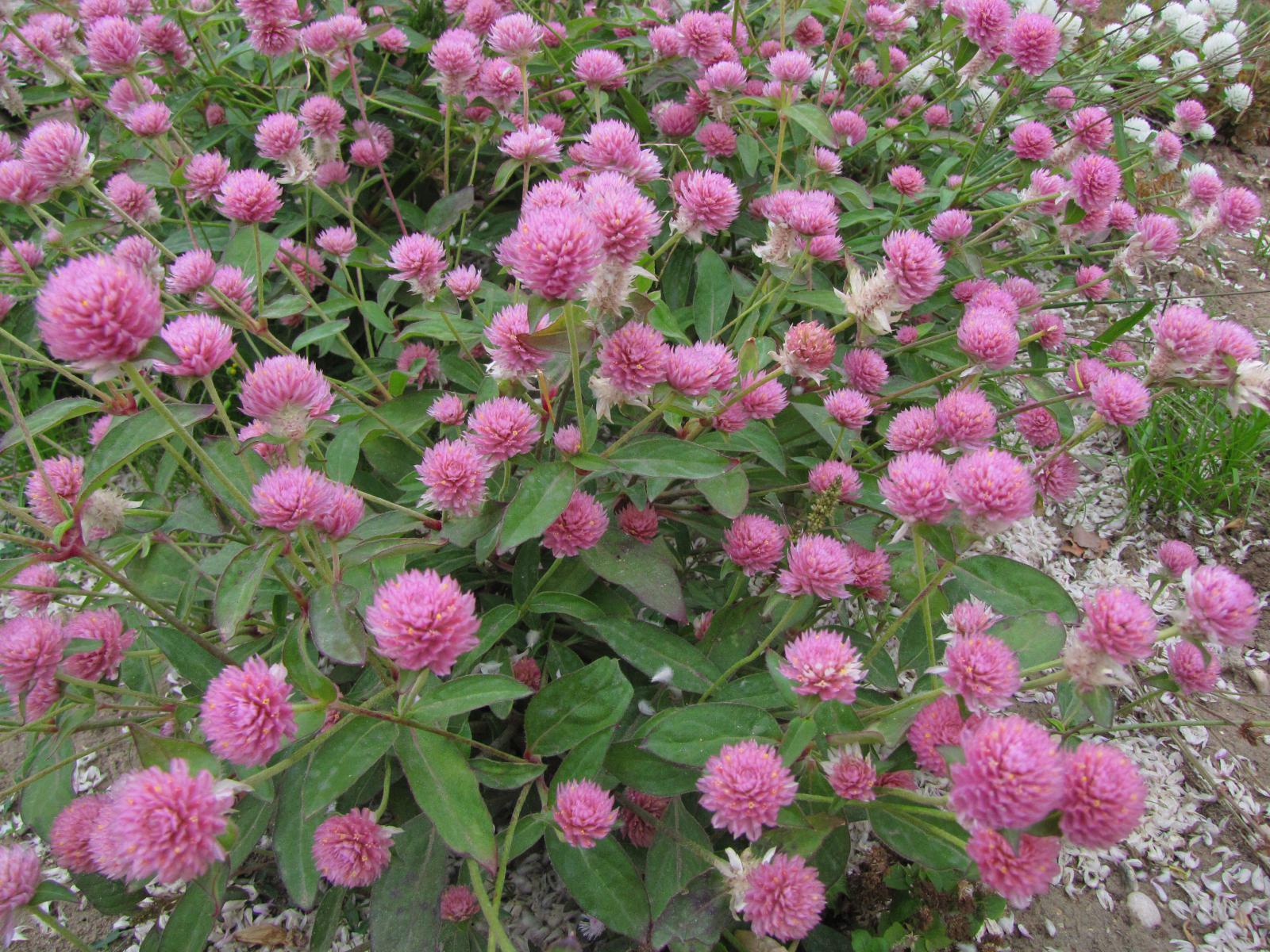 Red Clover Blossoms (Organic)