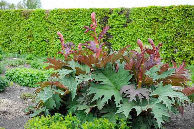 Turkish Rhubarb Root, Organic