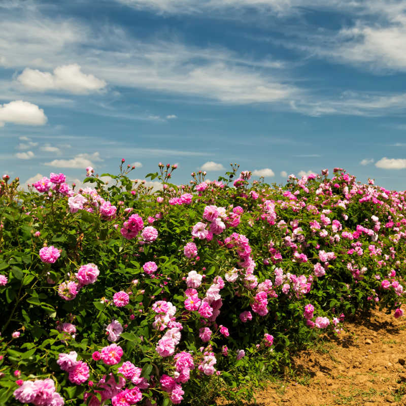 Roses, Buds (Organic)