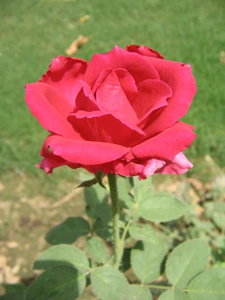 Roses, Red (Organic)