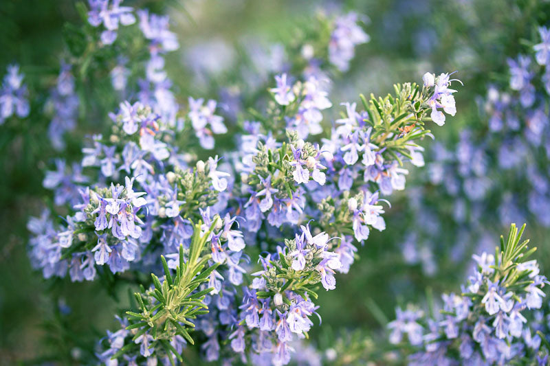 Rosemary Leaf (Organic)
