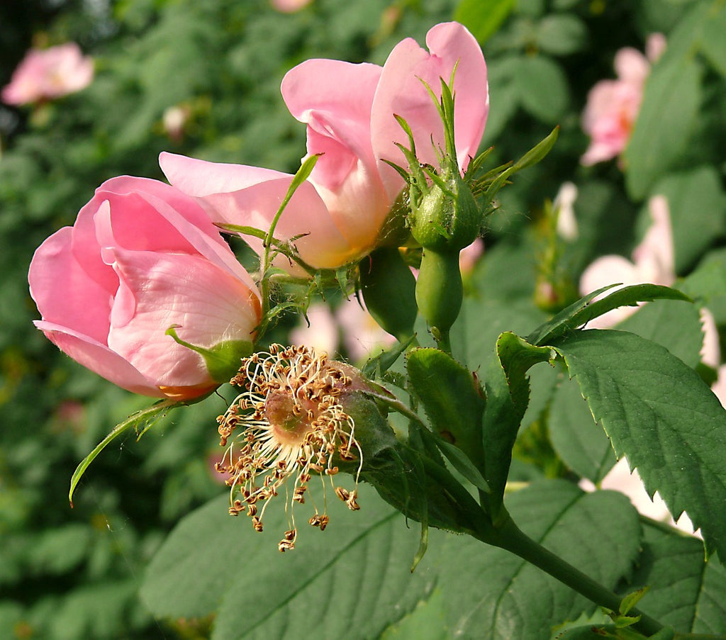 Roses, Pink