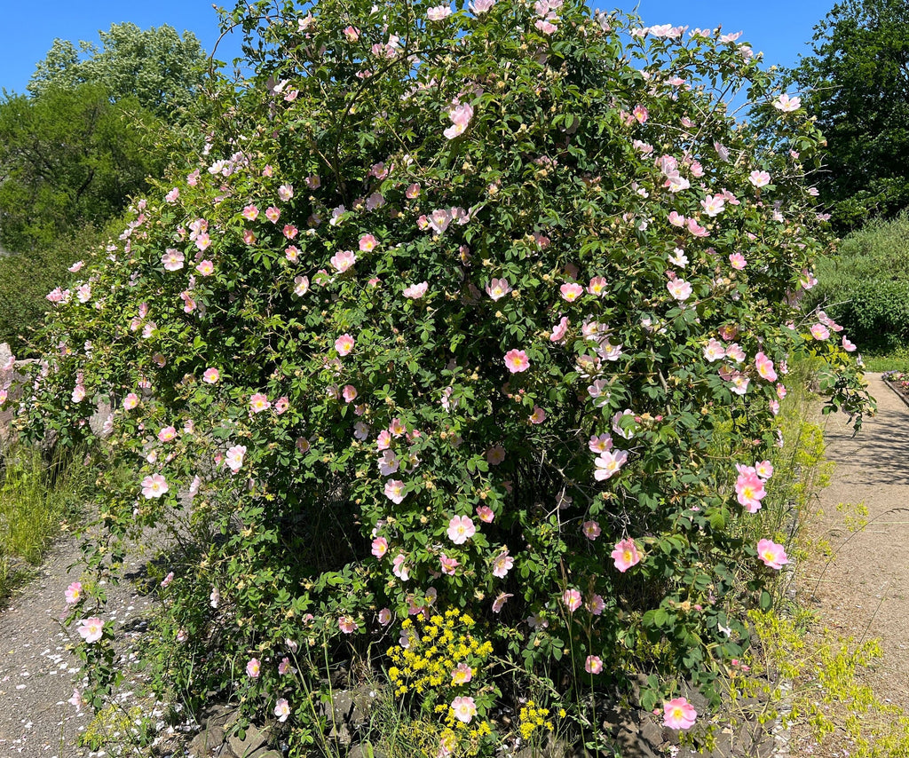 Roses, Pink
