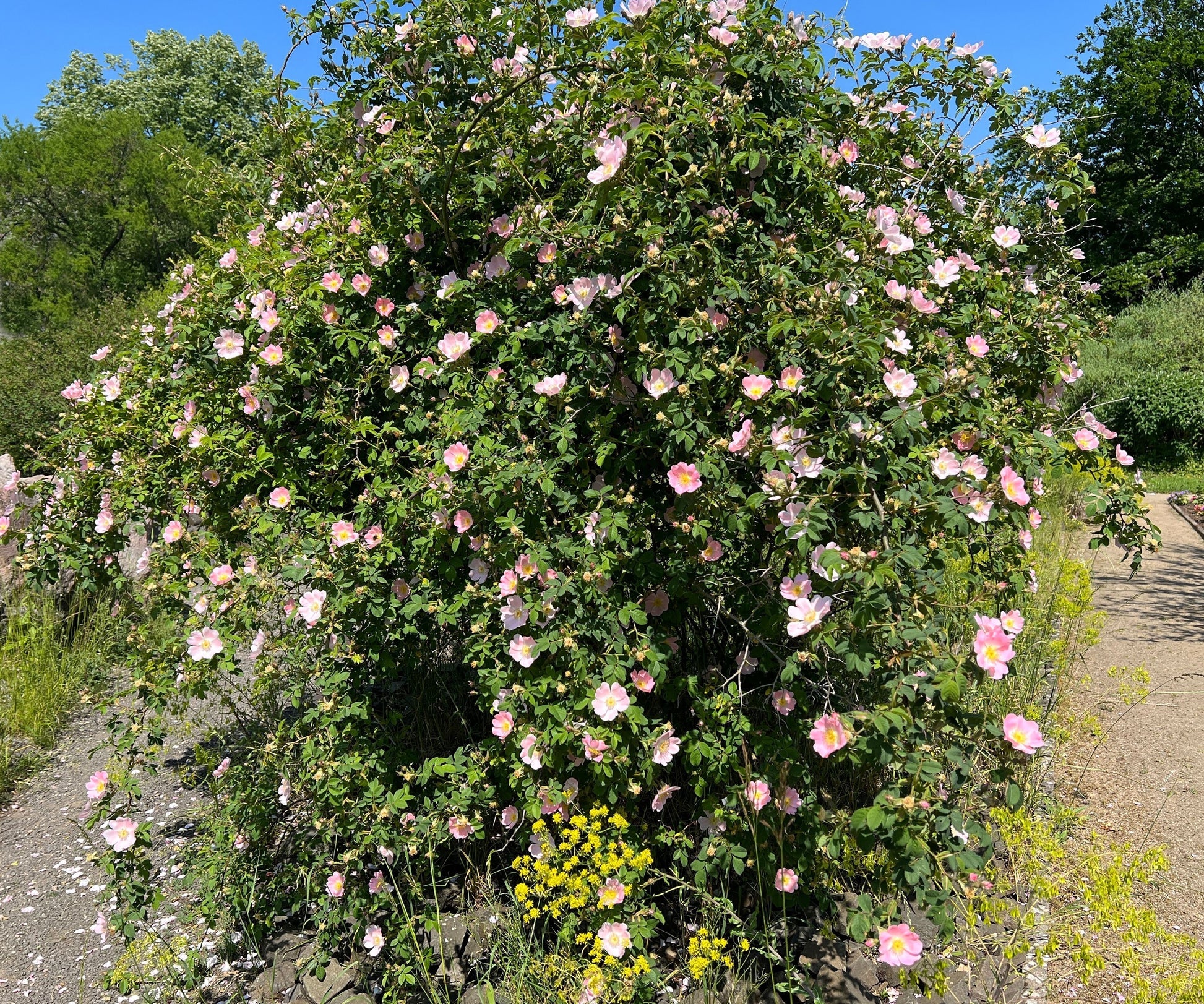 Roses, Pink